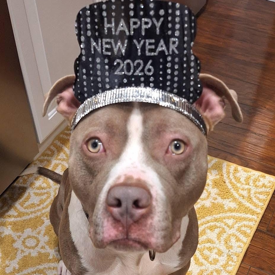 Peter, a Adoptable mixed breed in Amsterdam, NY image 2/6