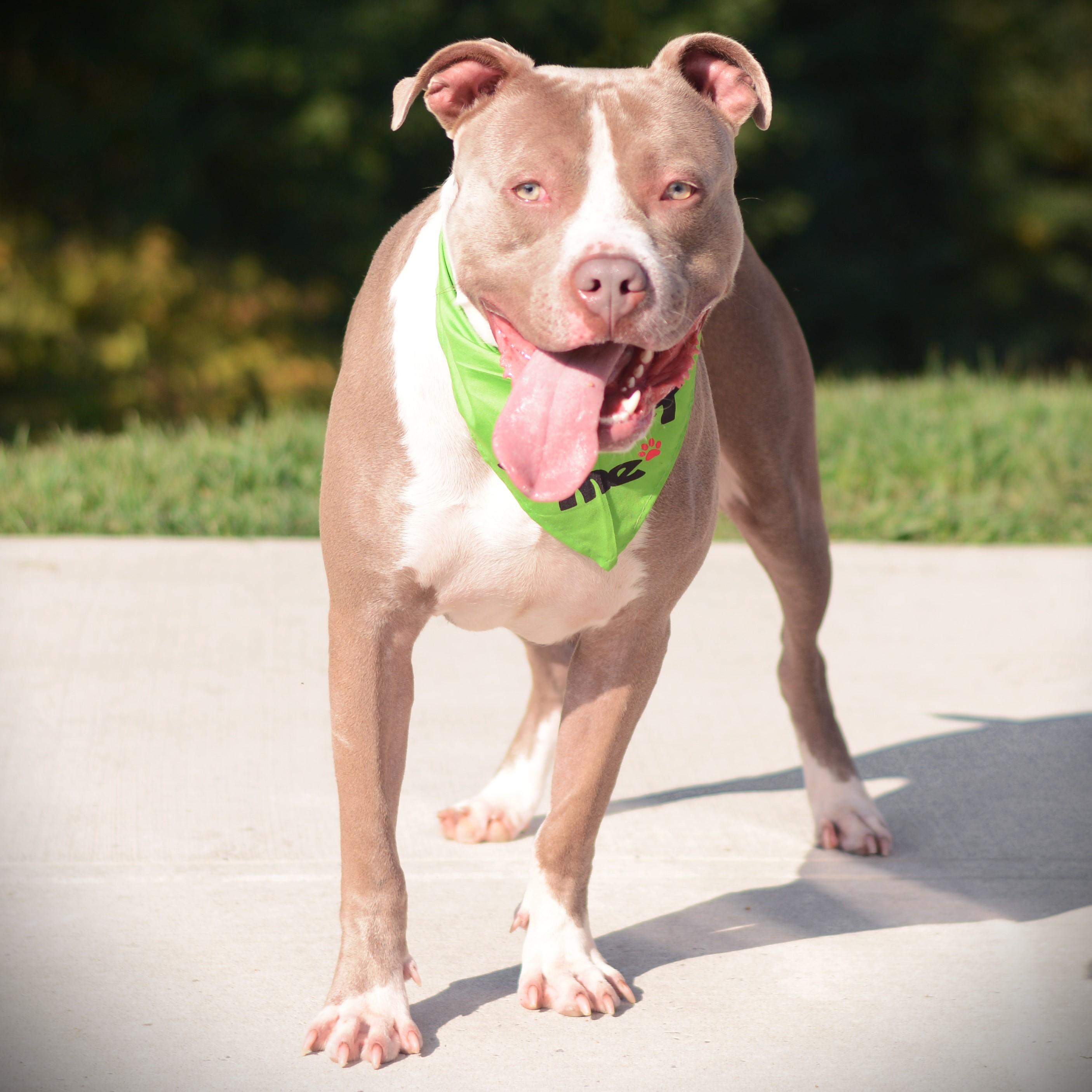 Enlarge Peter Pumpkin, a Adoptable mixed breed in Amsterdam, NY image 4/5