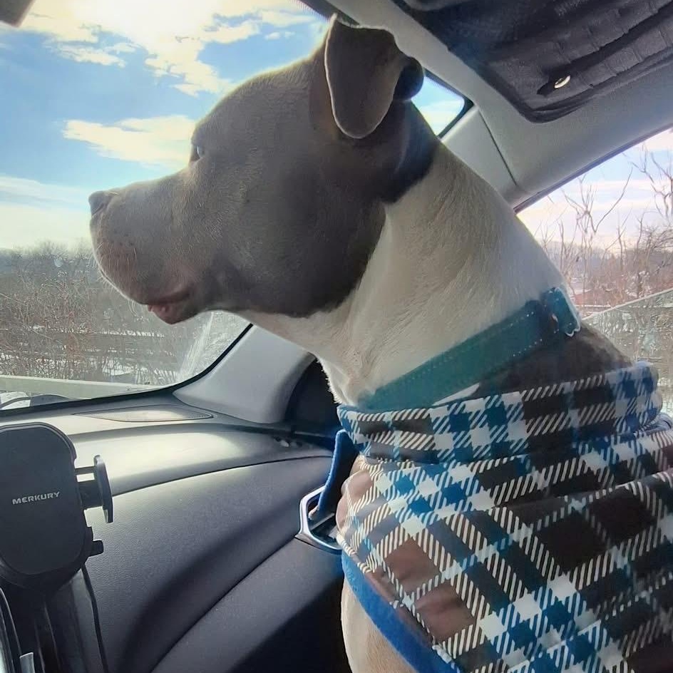 Peter, a Adoptable mixed breed in Amsterdam, NY image 4/6