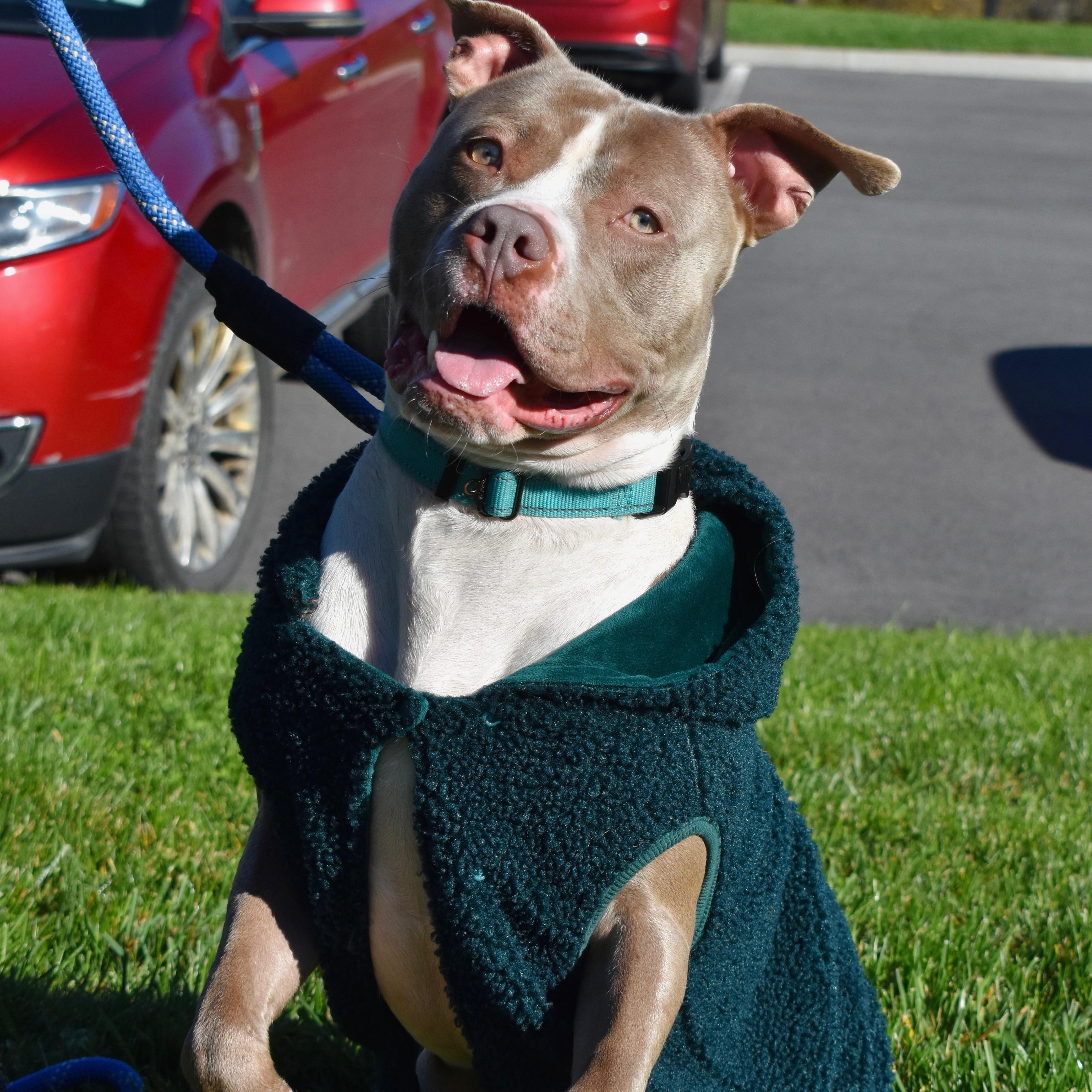 Enlarge Peter Pumpkin, a Adoptable mixed breed in Amsterdam, NY image 2/5