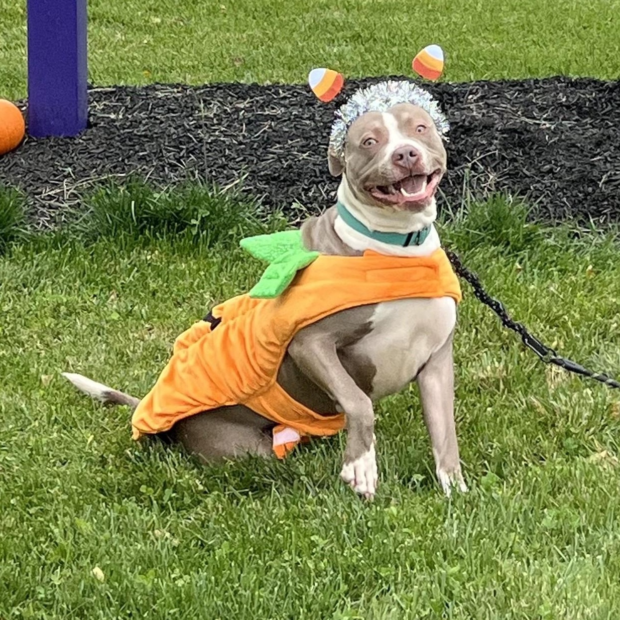 Peter Pumpkin, Adoptable, Adult Male Terrier.