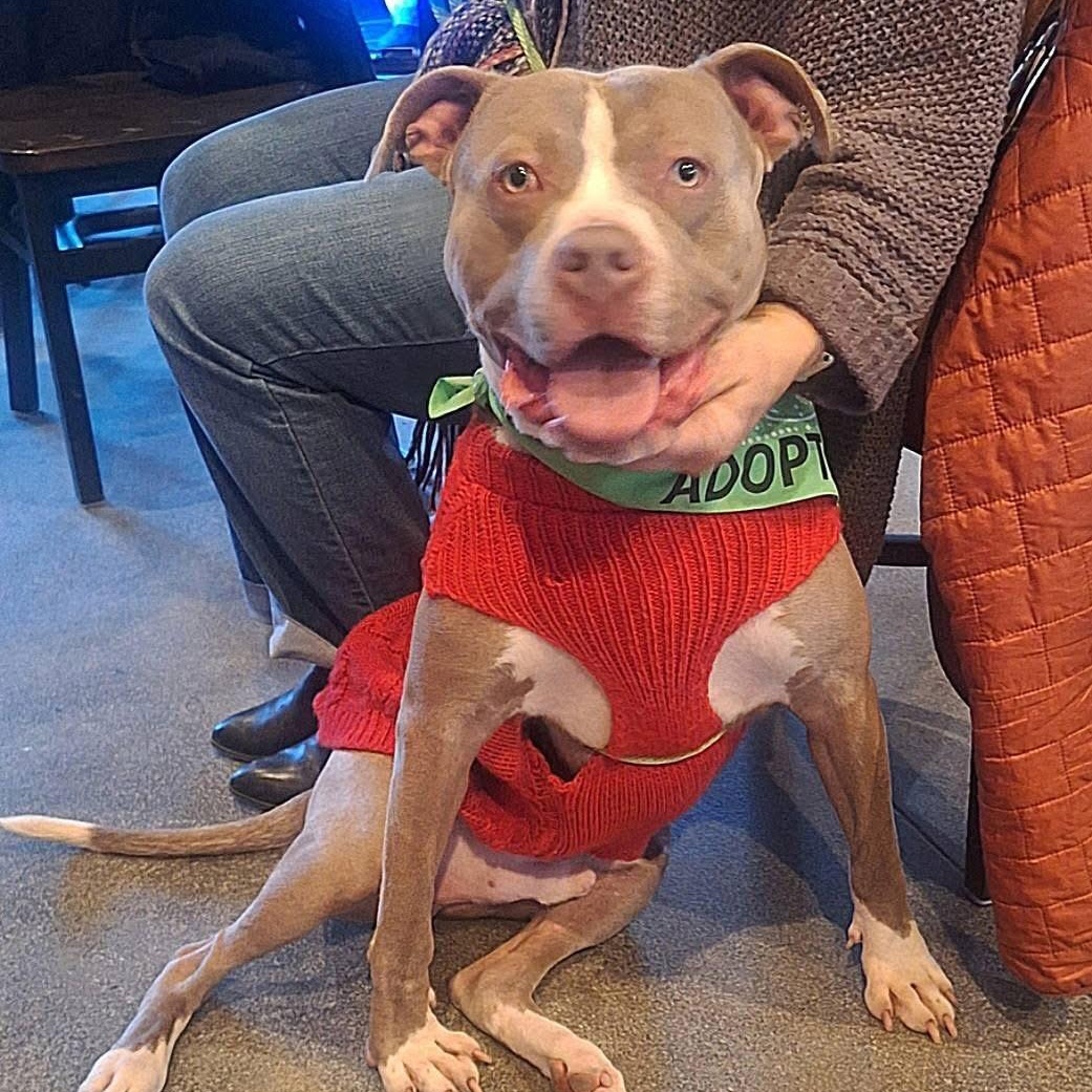 Peter, Adoptable, Young Male Terrier.