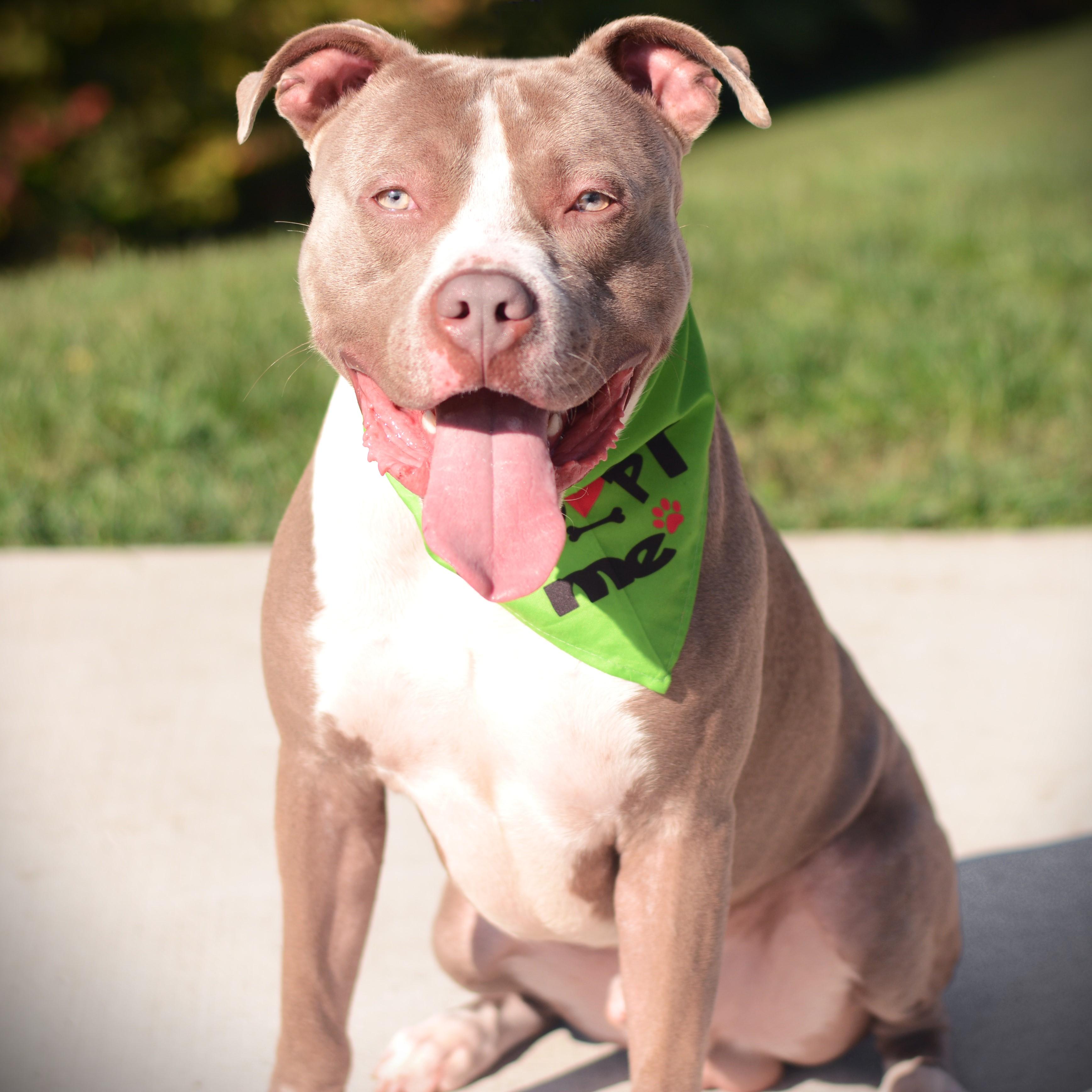 Enlarge Peter Pumpkin, a Adoptable mixed breed in Amsterdam, NY image 5/5