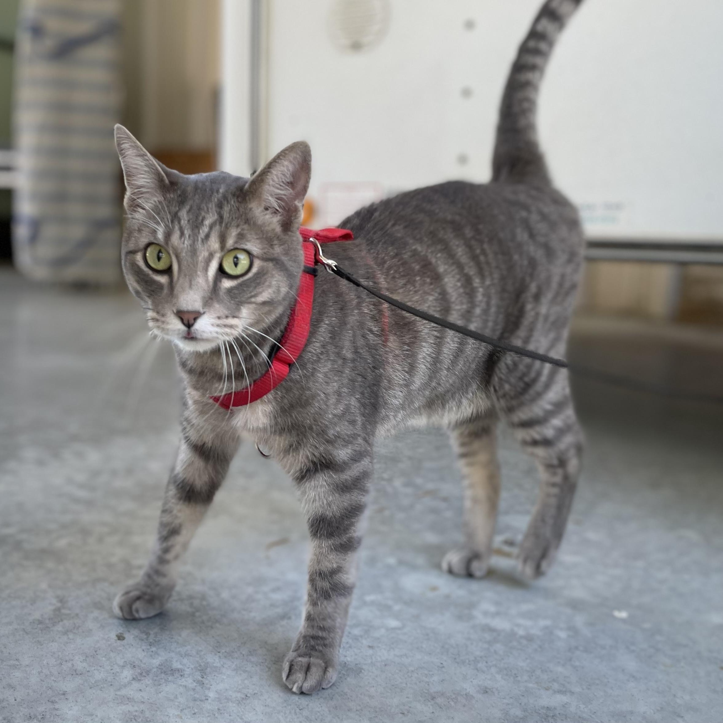 Ollie, Adoptable, Adult Male Domestic Short Hair.