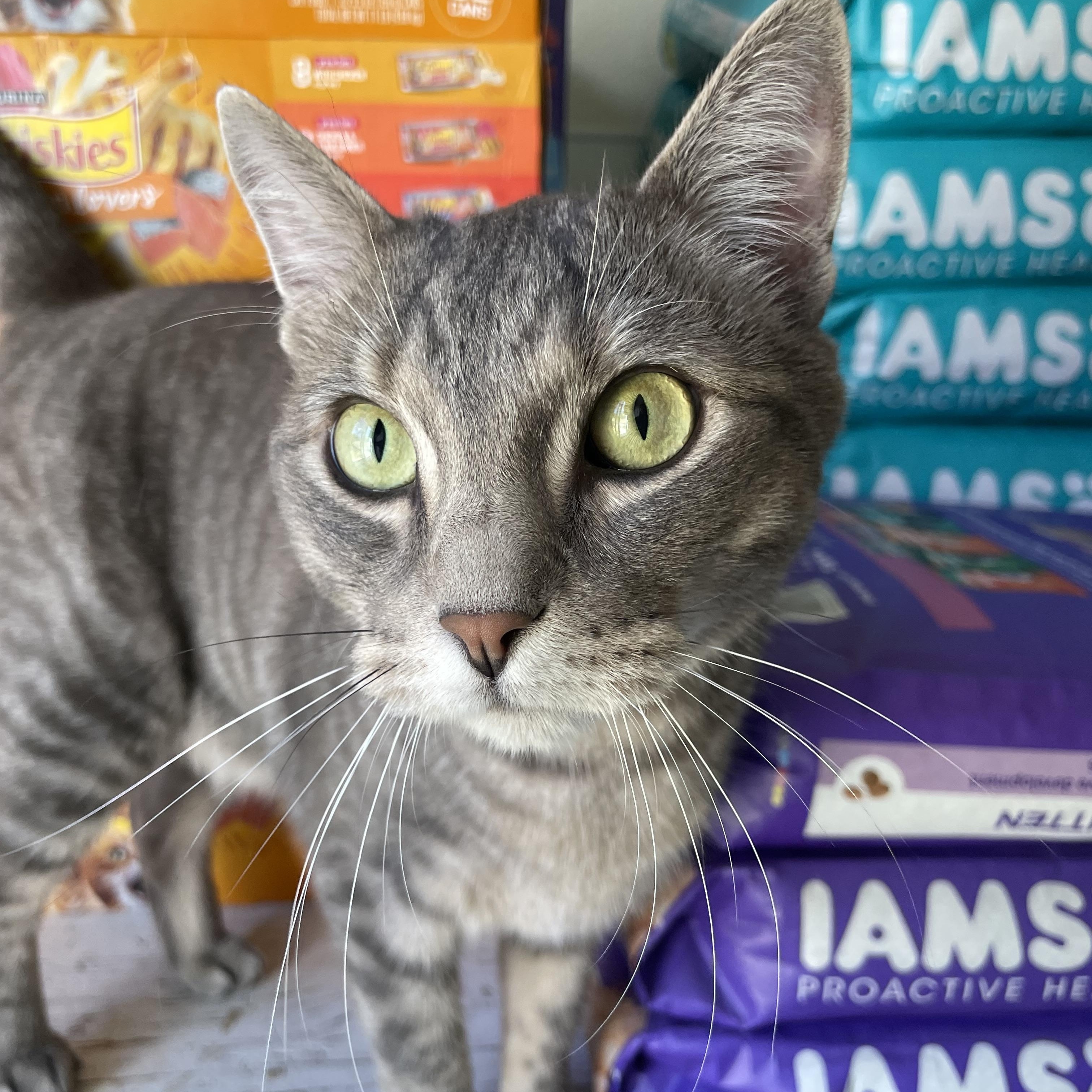 Enlarge Ollie, a Adoptable Domestic Short Hair in Hollister, CA image 2/6