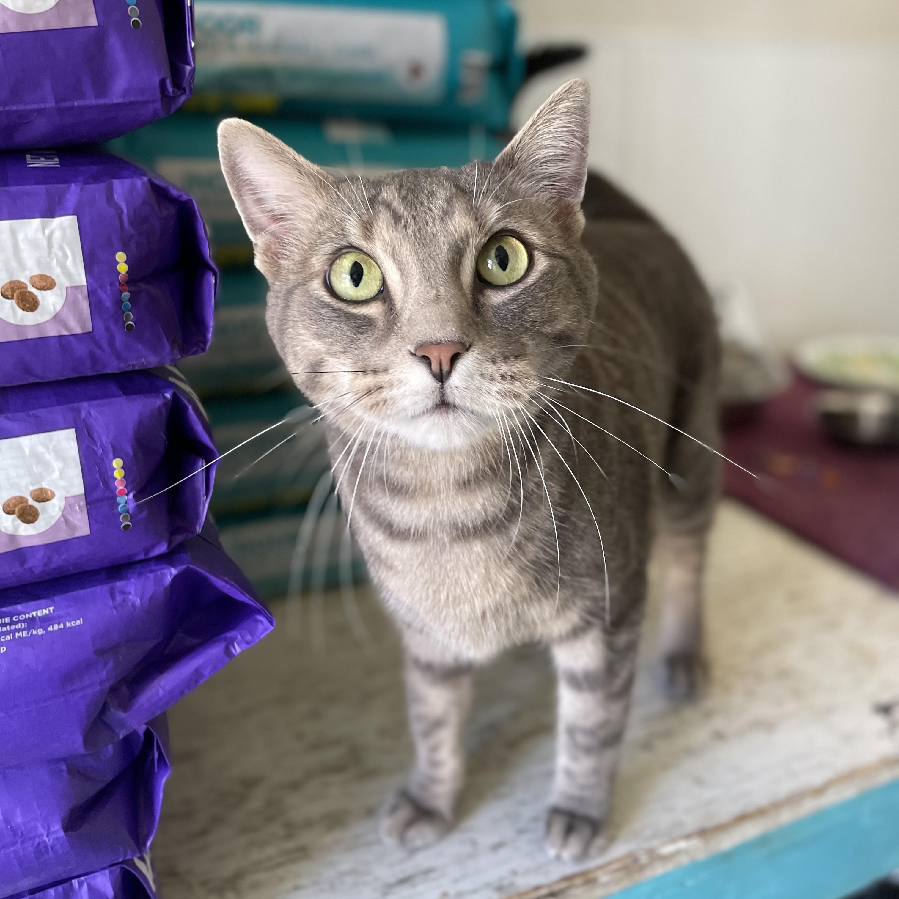 Enlarge Ollie, a Adoptable Domestic Short Hair in Hollister, CA image 3/6