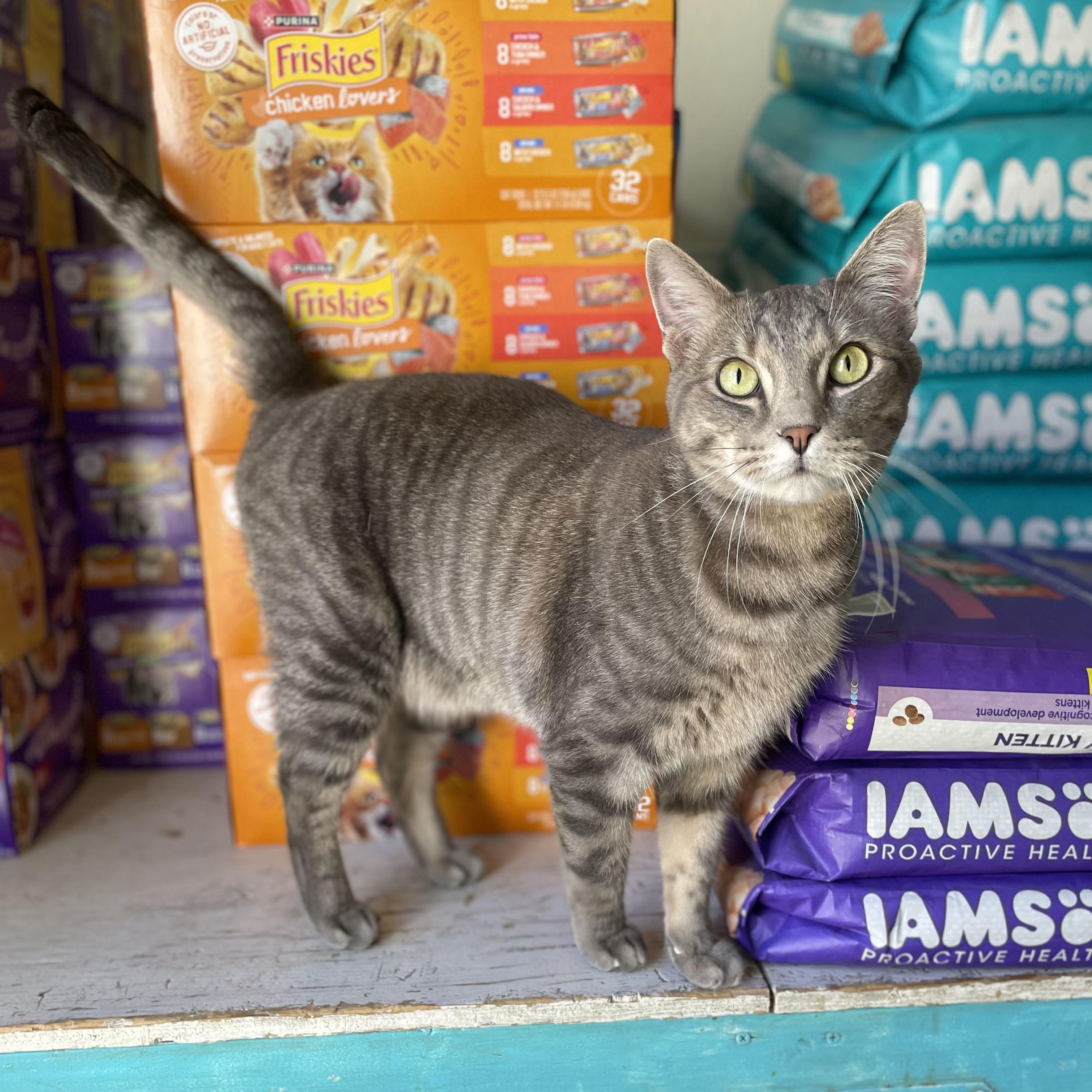 Enlarge Ollie, a Adoptable Domestic Short Hair in Hollister, CA image 4/6