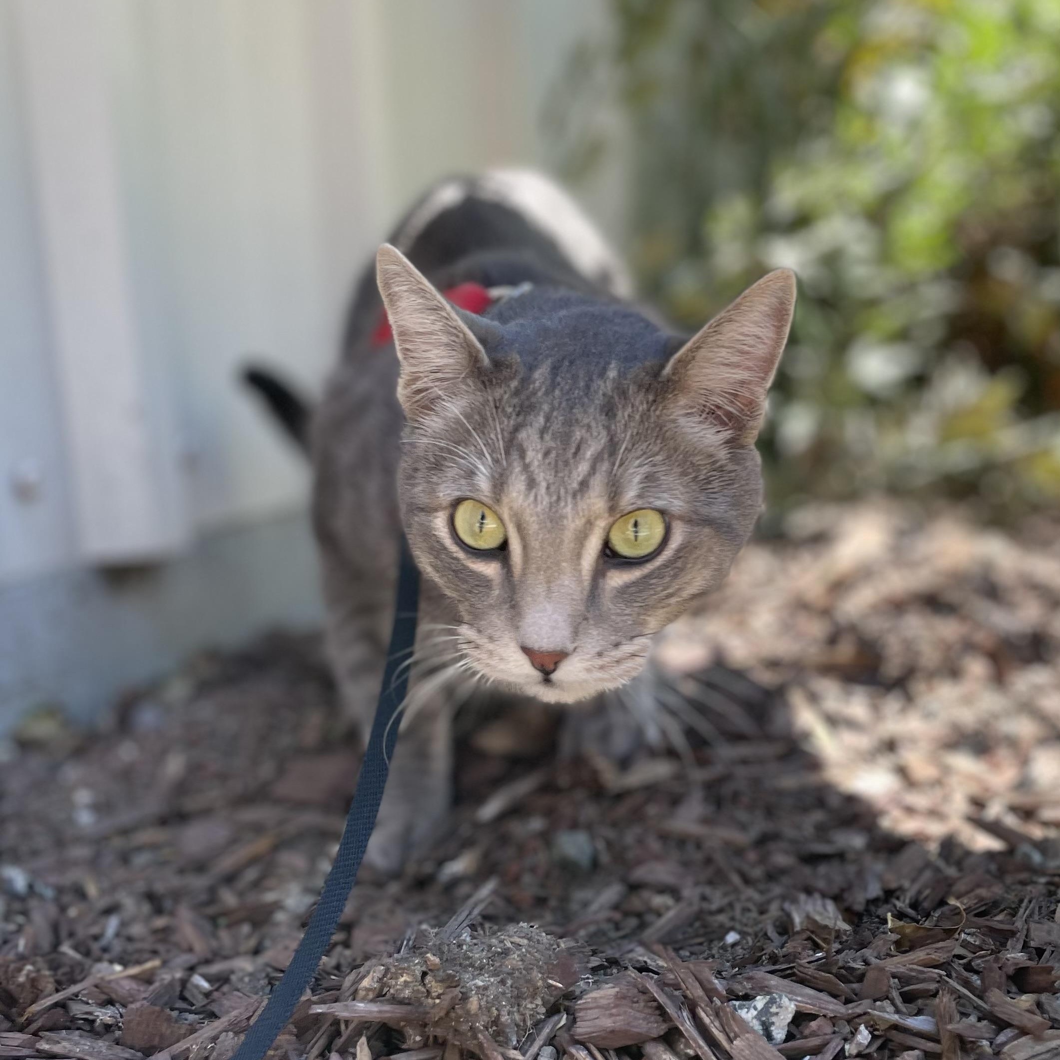 Enlarge Ollie, a Adoptable Domestic Short Hair in Hollister, CA image 5/6