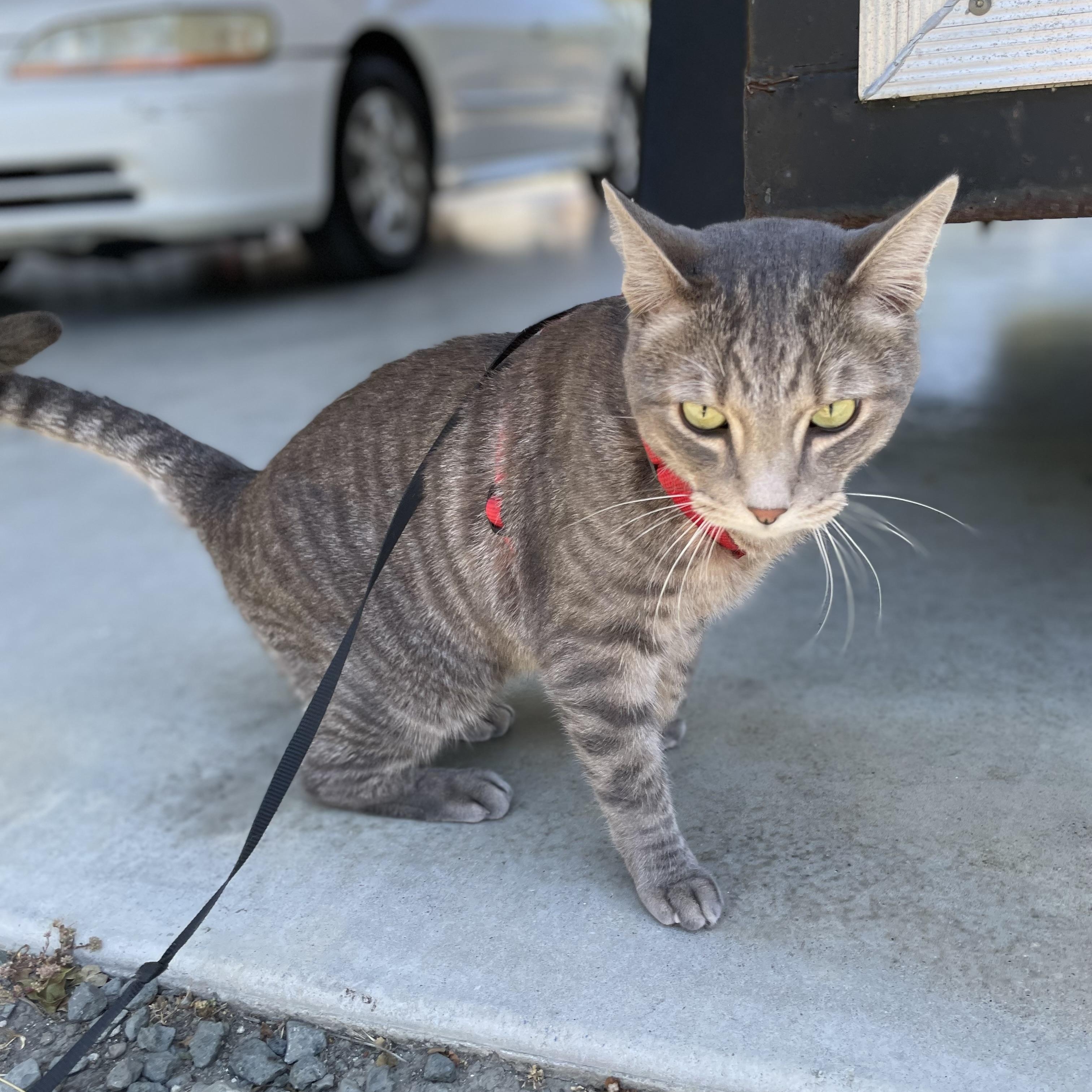Enlarge Ollie, a Adoptable Domestic Short Hair in Hollister, CA image 6/6