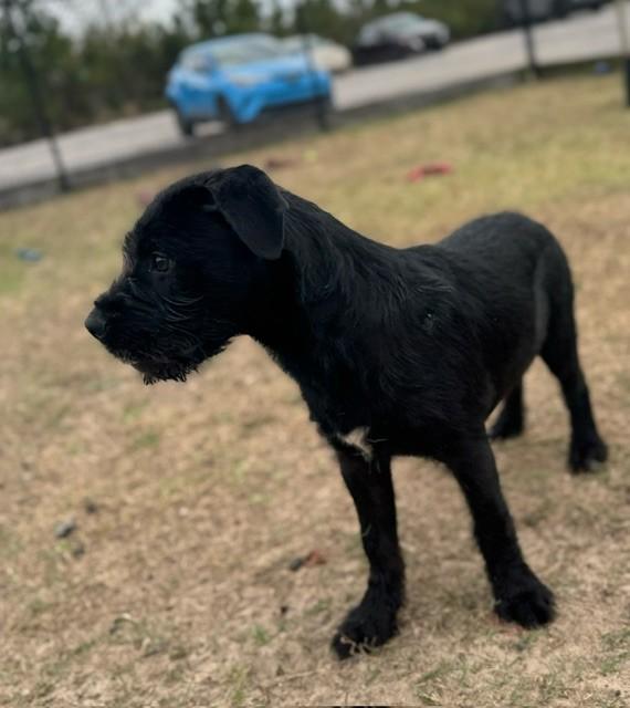 Enlarge DENVER, a ADOPTABLE mixed breed in Lynn Haven, FL image 3/6