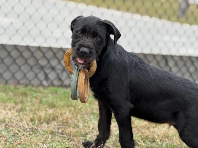 Enlarge DENVER, a ADOPTABLE mixed breed in Lynn Haven, FL image 4/6