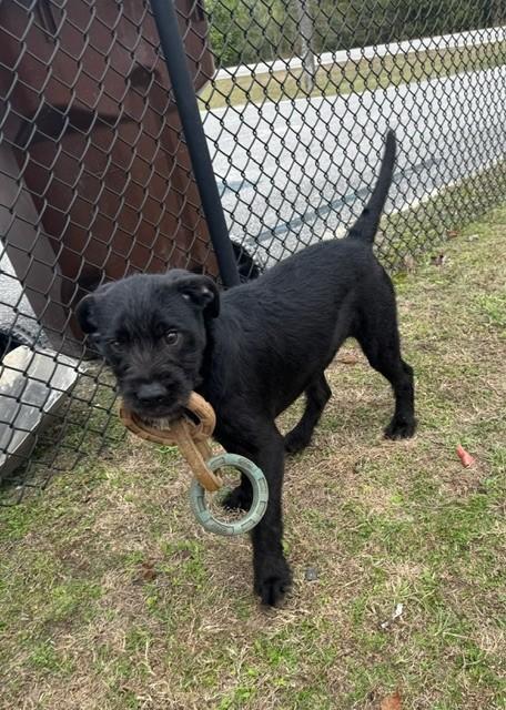 Enlarge DENVER, a ADOPTABLE mixed breed in Lynn Haven, FL image 6/6