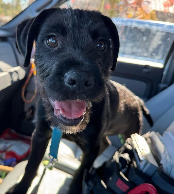 Enlarge DENVER, a ADOPTABLE mixed breed in Lynn Haven, FL image 5/6