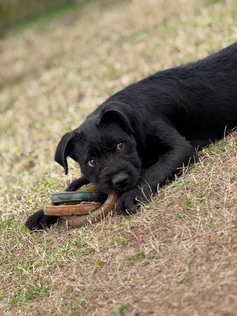 DENVER, ADOPTABLE, Puppy Male American Staffordshire Terrier.