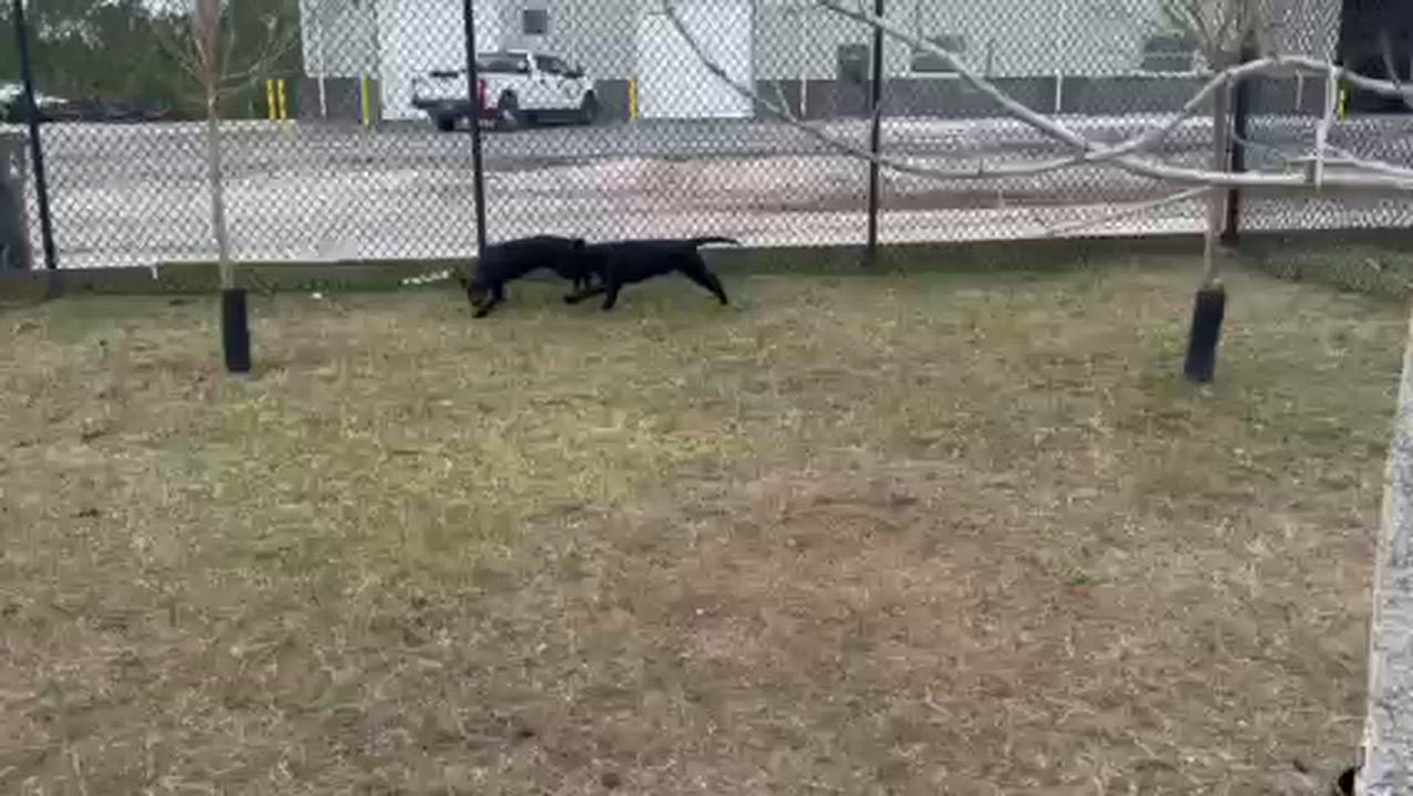 Enlarge DENVER, a ADOPTABLE mixed breed in Lynn Haven, FL video 2/6