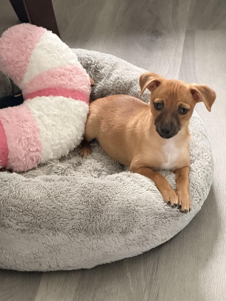 Ellen Griswold, Adoptable, Puppy Female Chihuahua.