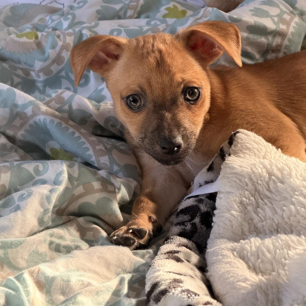 Ellen Griswold, Adoptable, Puppy Female Chihuahua.