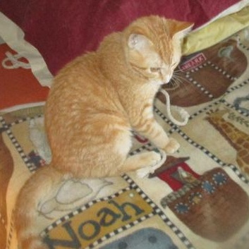 Big Lover- Yr. Old photo 1