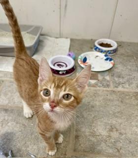 Tommy, Adoptable, Kitten Male Tabby.
