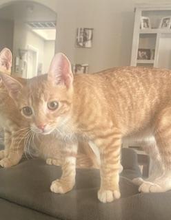 Enlarge Tommy, a Adoptable Tabby in Parlier, CA image 2/2