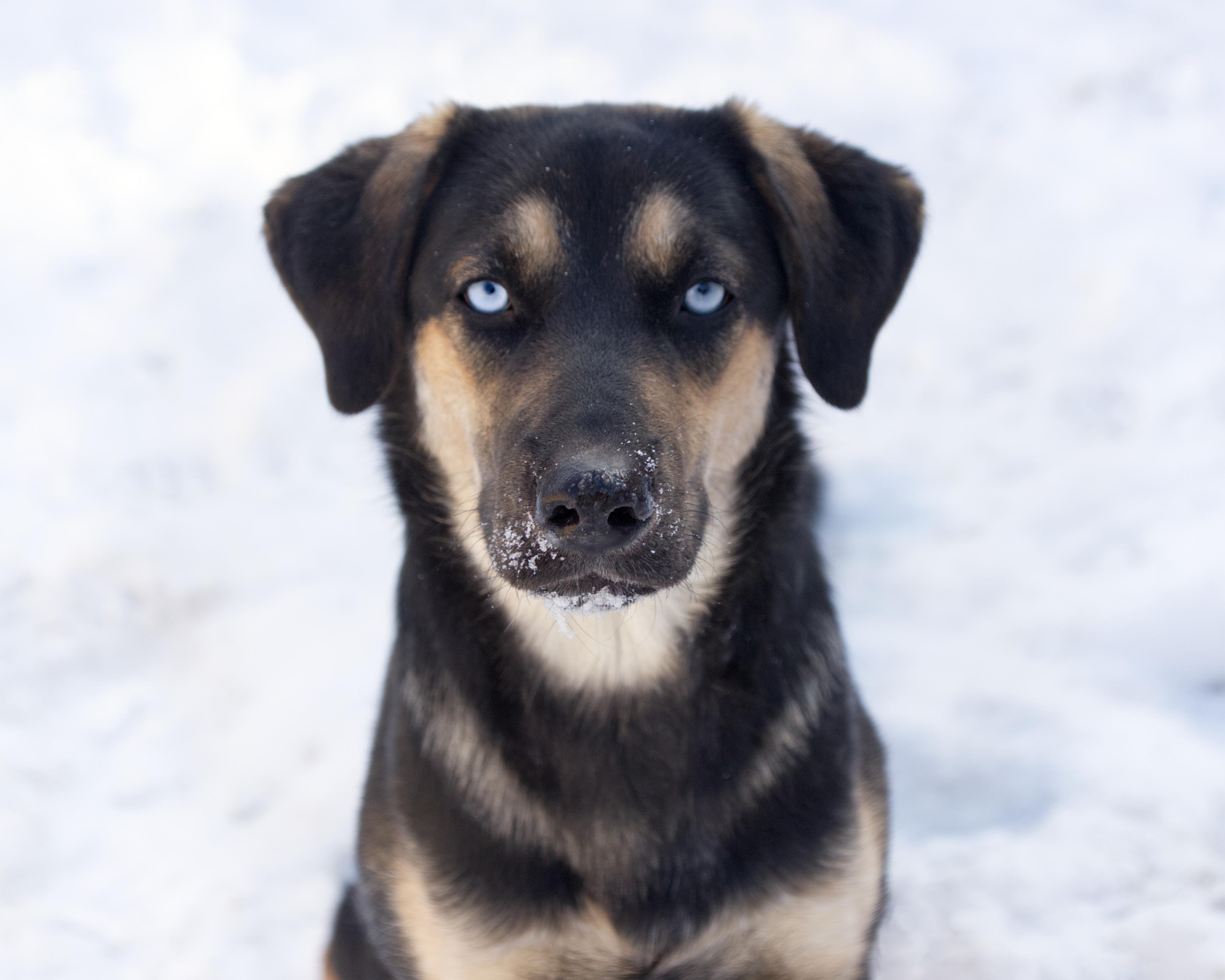 Delores, adoptable, Young Female Shepherd & Husky.