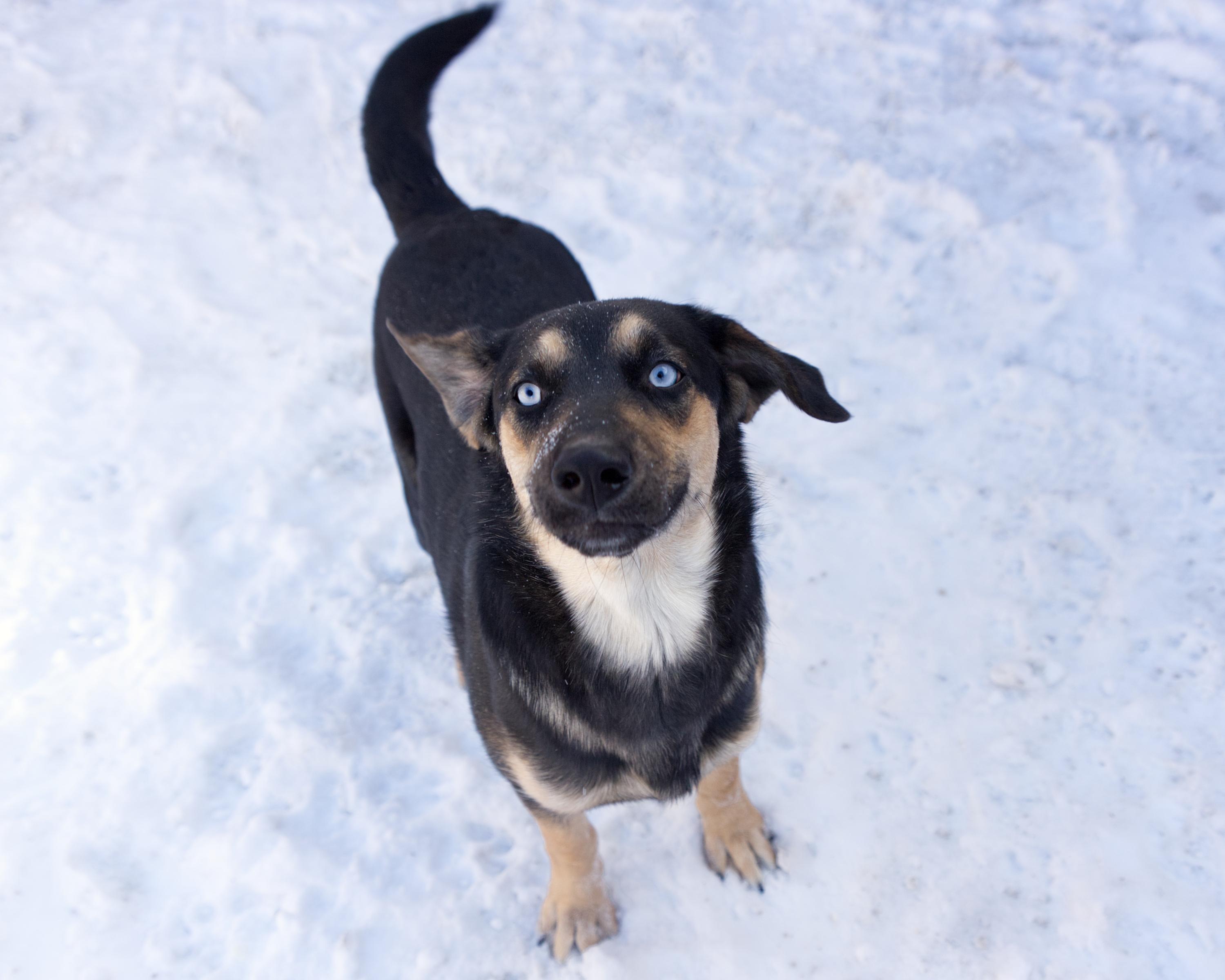 Delores, an adoptable mixed breed in Winnipeg, MB image 2/2