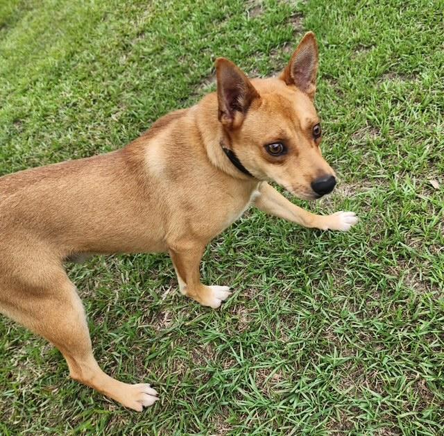 Enlarge Artie, a ADOPTABLE mixed breed in Manhasset, NY image 3/5