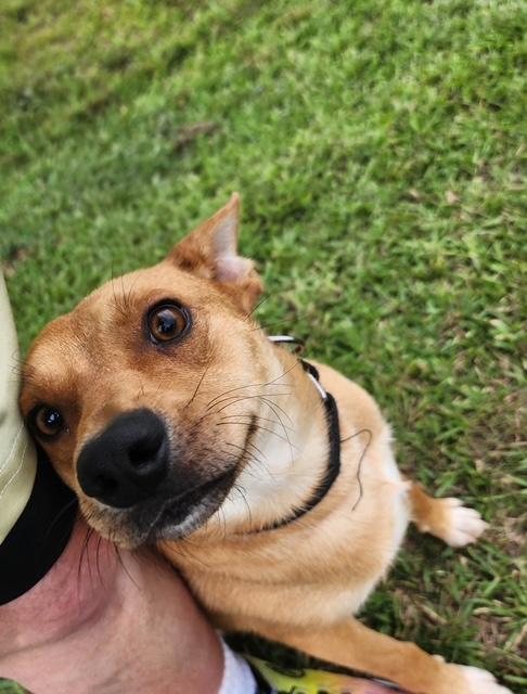 Enlarge Artie, a ADOPTABLE mixed breed in Manhasset, NY image 2/5