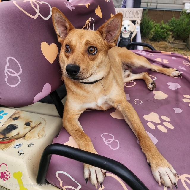 Artie, ADOPTABLE, Young Male Feist.