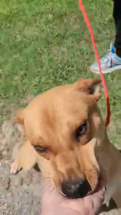 Enlarge Artie, a ADOPTABLE mixed breed in Manhasset, NY video 5/5