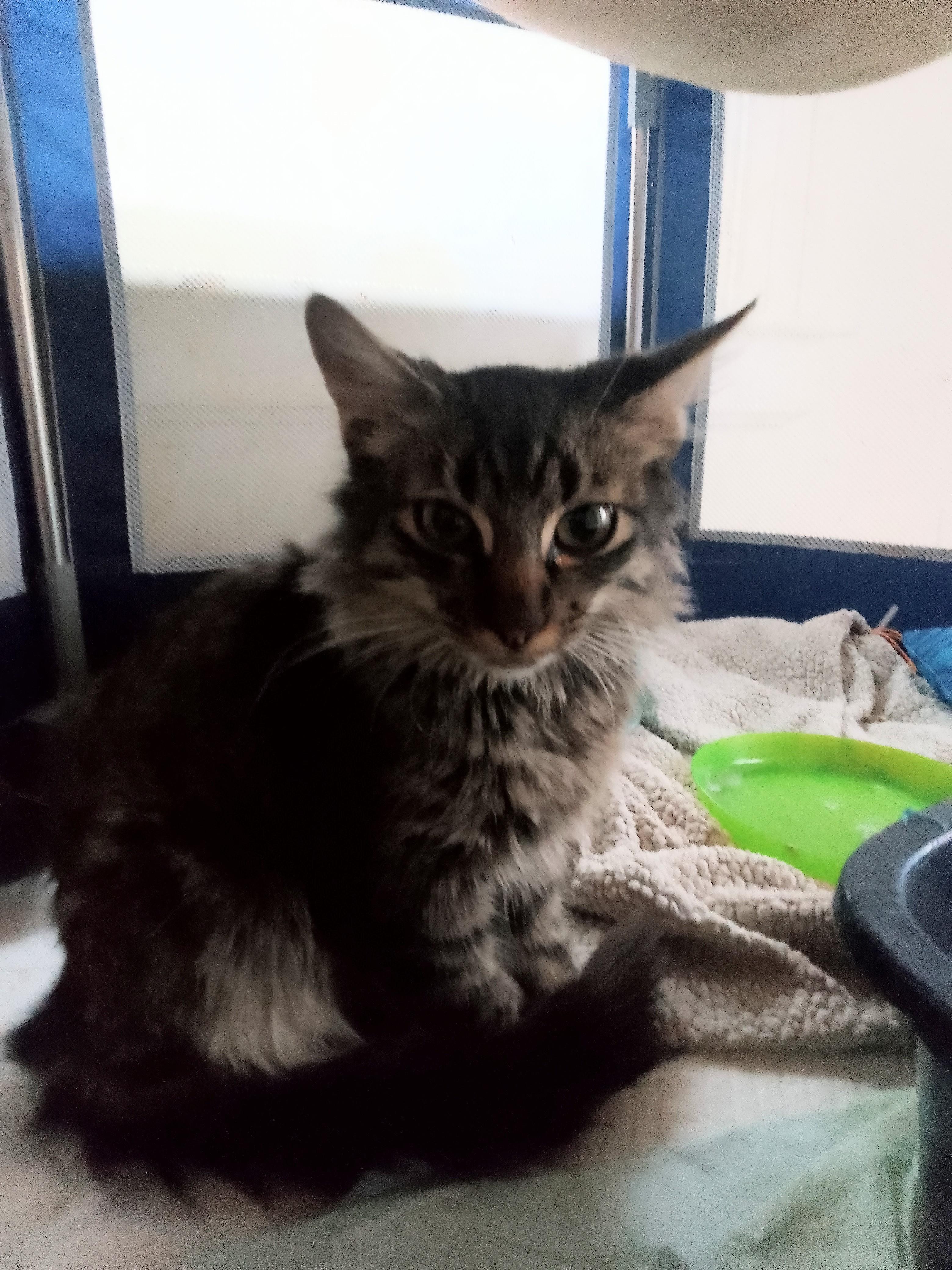 Heather, a ADOPTABLE Domestic Long Hair in Woodland, CA image 1/4