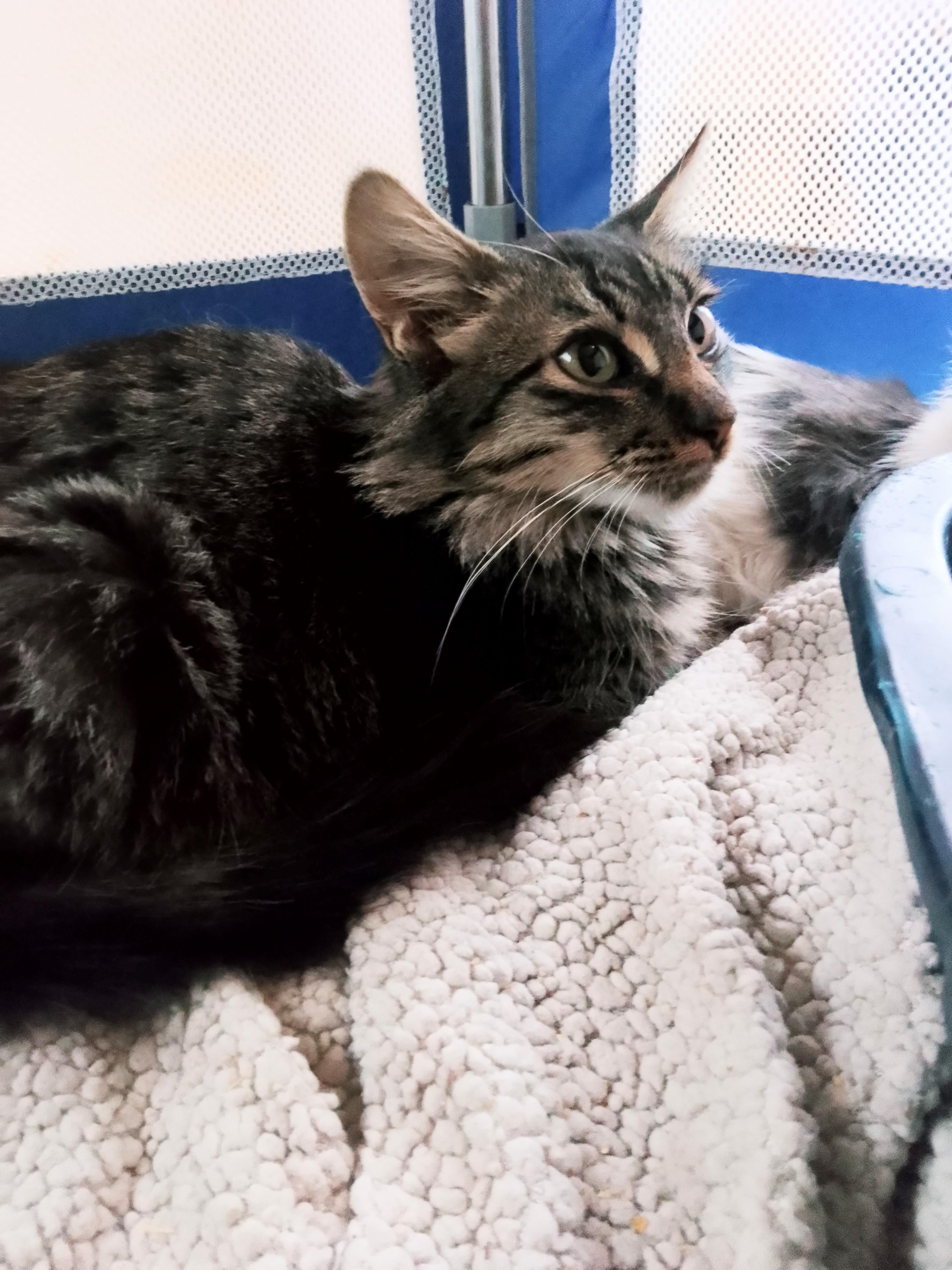 Heather, a ADOPTABLE Domestic Long Hair in Woodland, CA image 2/4