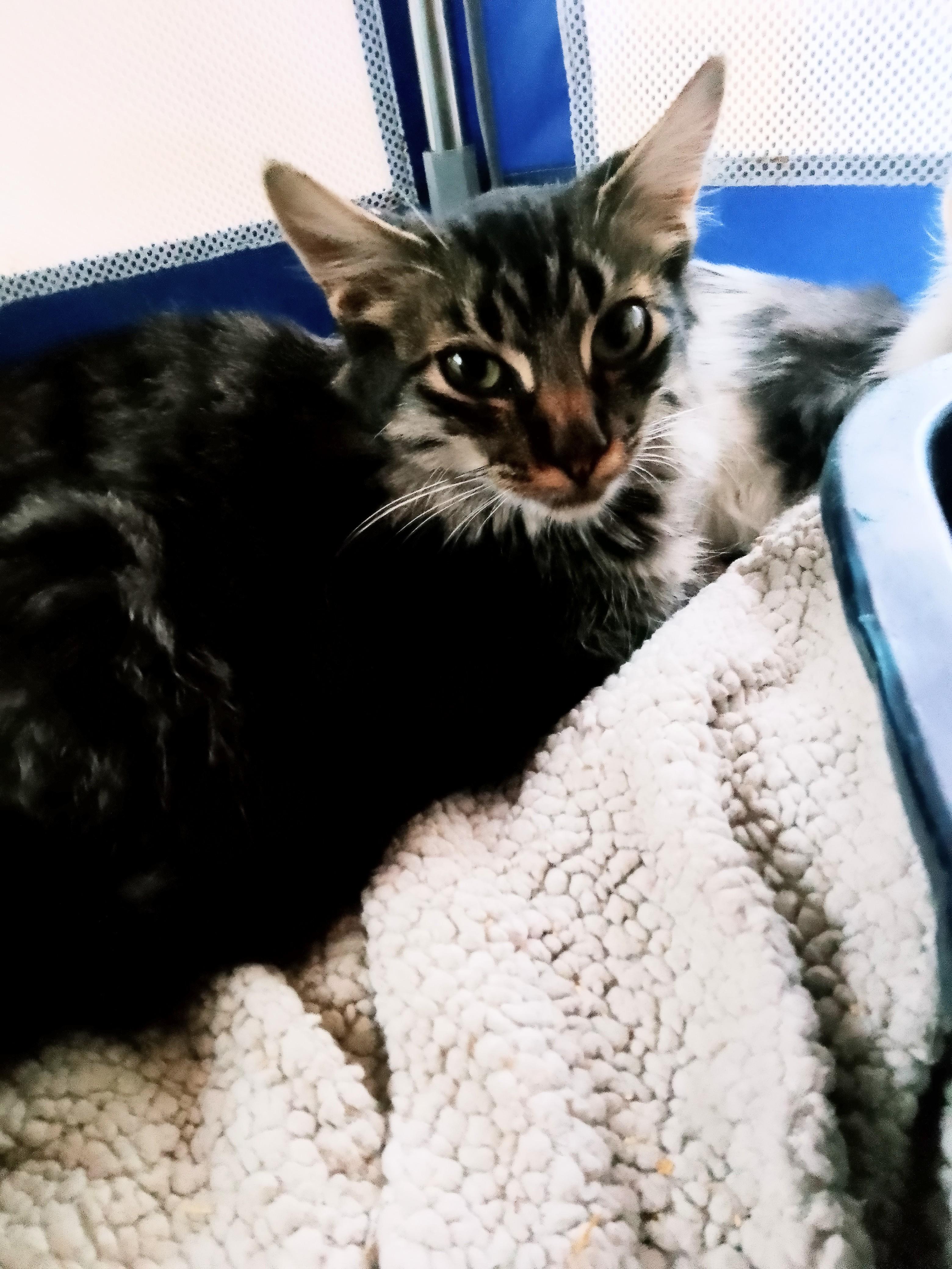 Heather, a ADOPTABLE Domestic Long Hair in Woodland, CA image 3/4