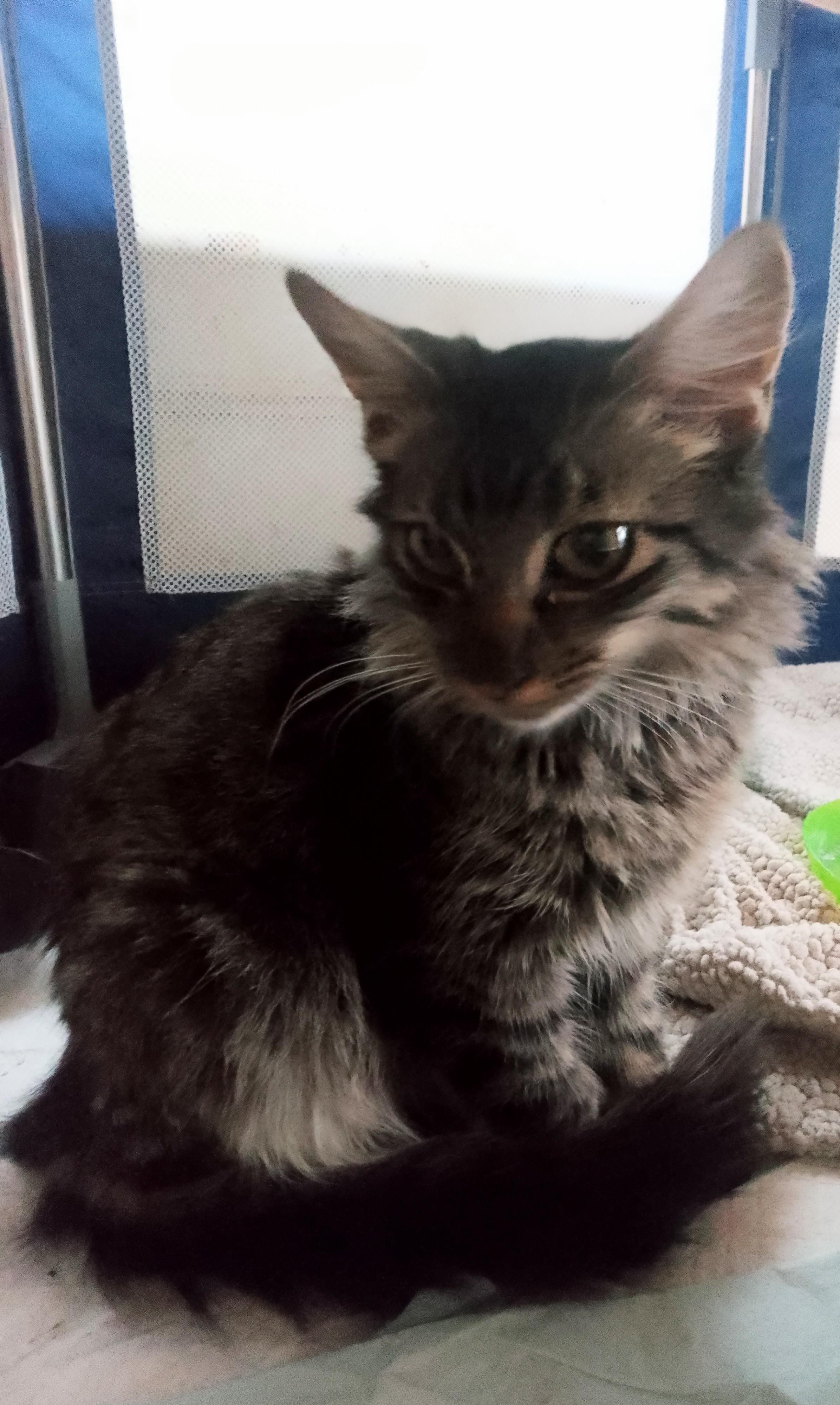 Heather, a ADOPTABLE Domestic Long Hair in Woodland, CA image 4/4