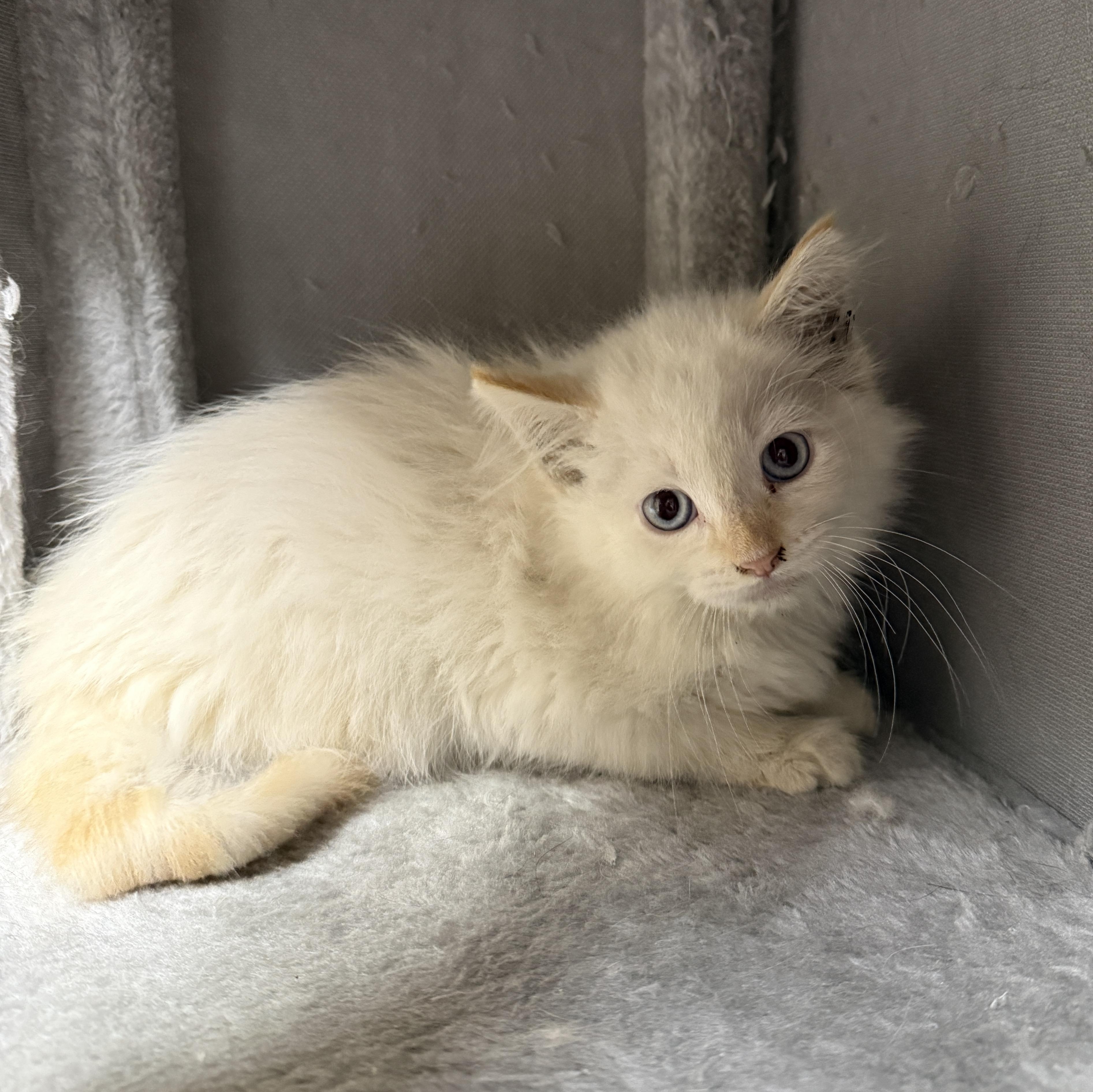 Enlarge Baron, a Adopted Domestic Medium Hair in Oconto, WI image 1/1