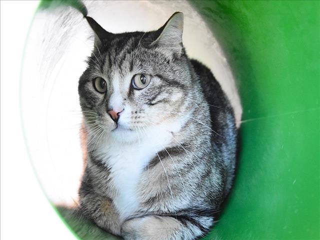 VIRGIL, Adoptable, Young Male Domestic Short Hair.