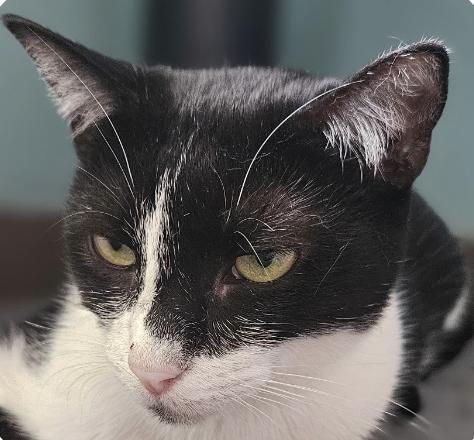 Enlarge Spice, a Adoptable Domestic Short Hair in Aiea, HI image 1/1