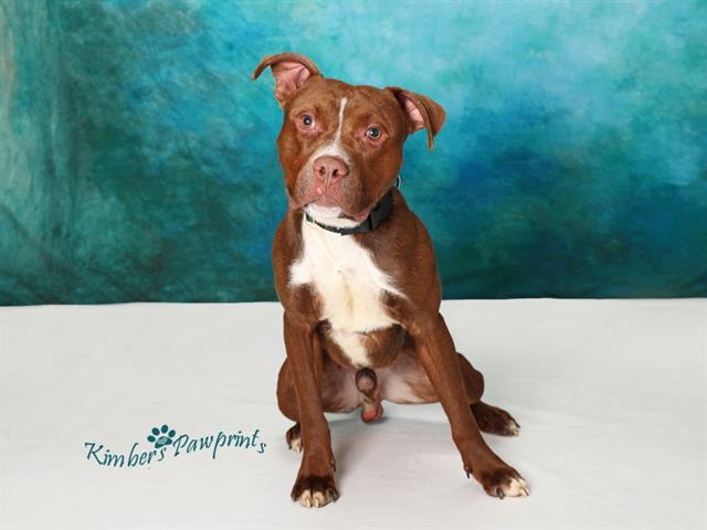 Enlarge IGNACIO, a Adoptable mixed breed in Omaha, NE image 1/1