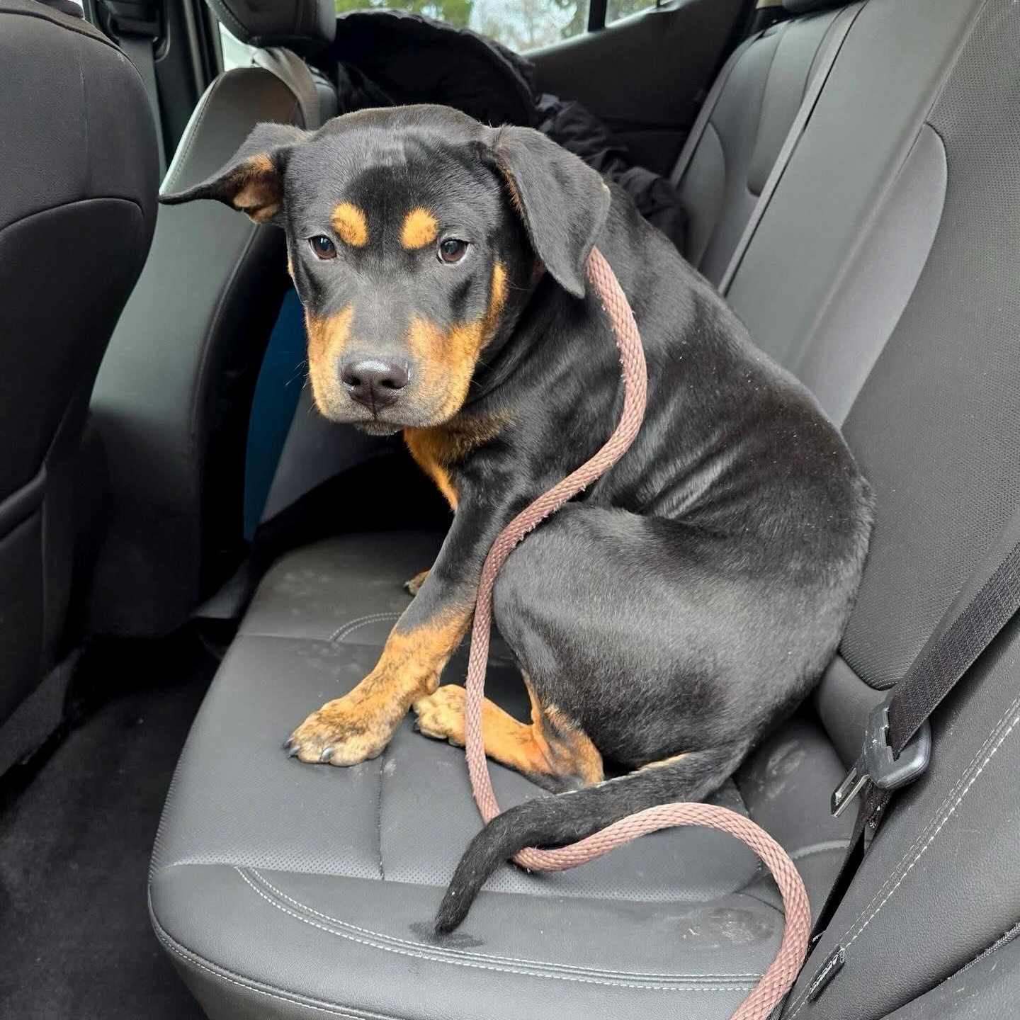 STANLEY- Needs a forever home!