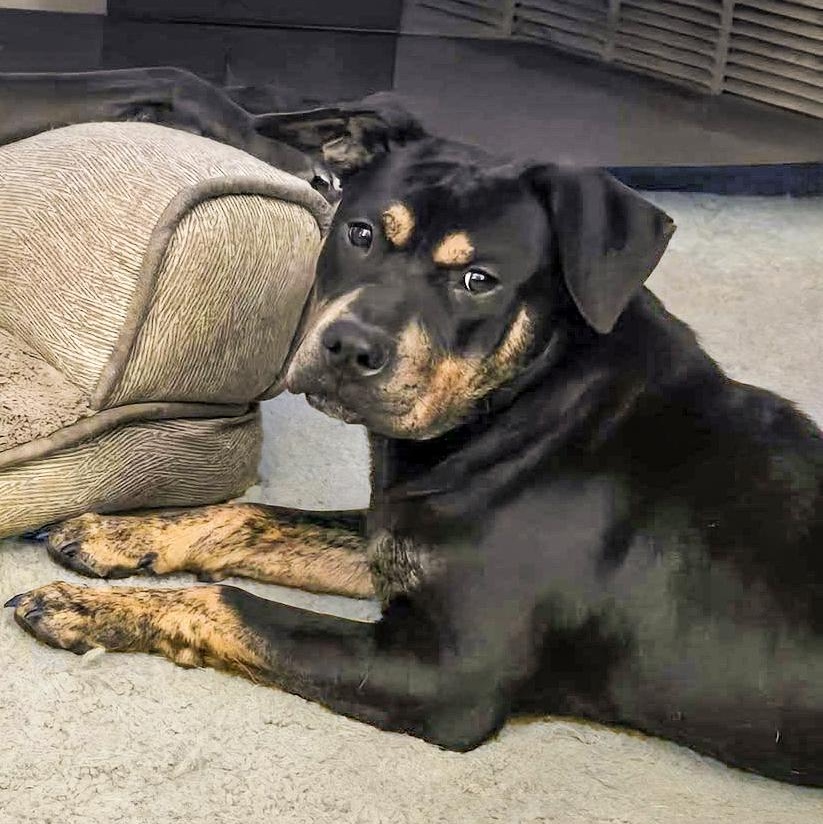 STANLEY- Needs a forever home! — thumbnail 2