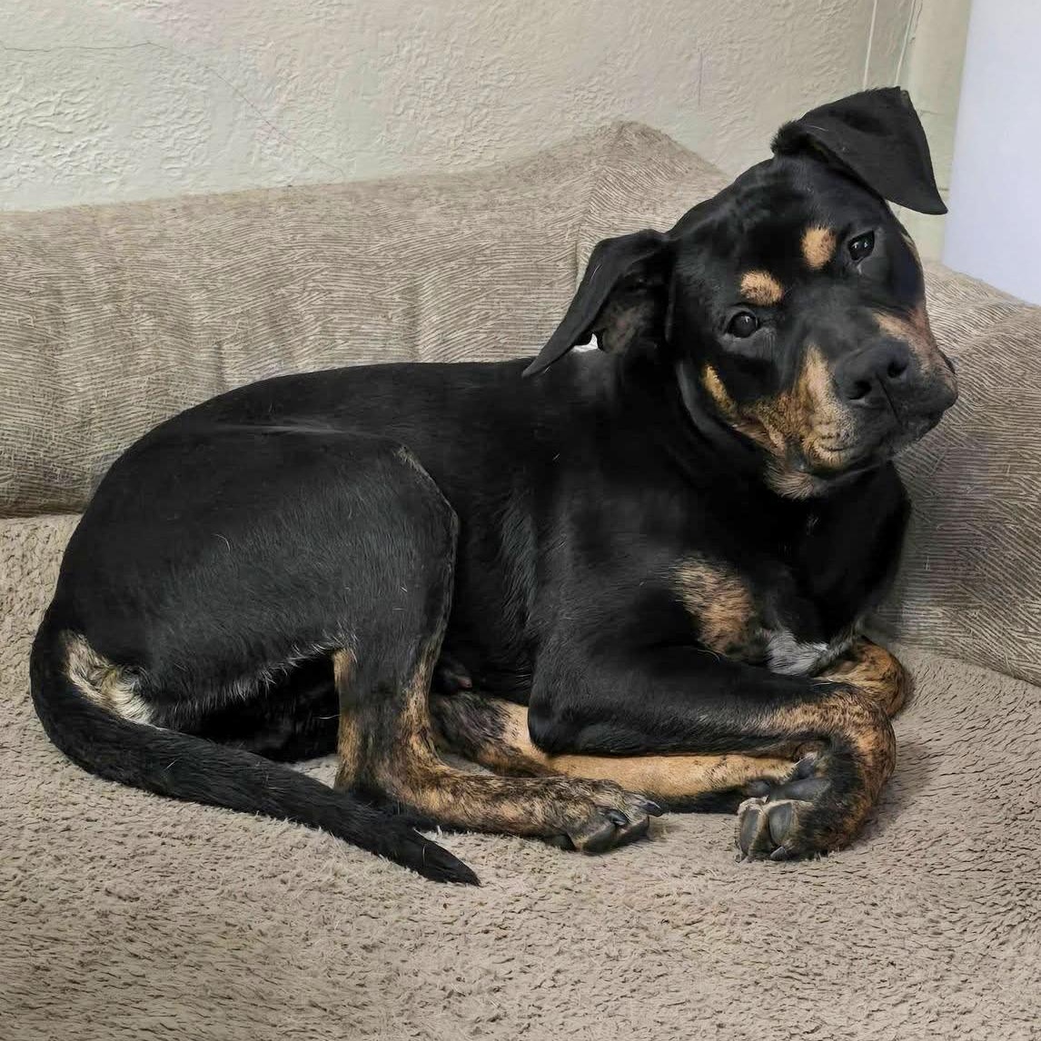 STANLEY- Needs a forever home! — thumbnail 3