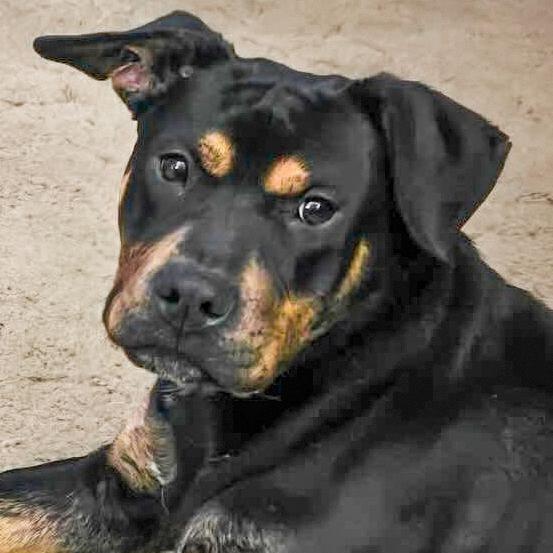 STANLEY- Needs a forever home! — thumbnail 4