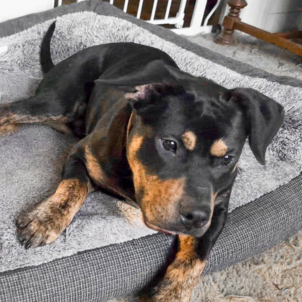 STANLEY- Needs a forever home! — thumbnail 5