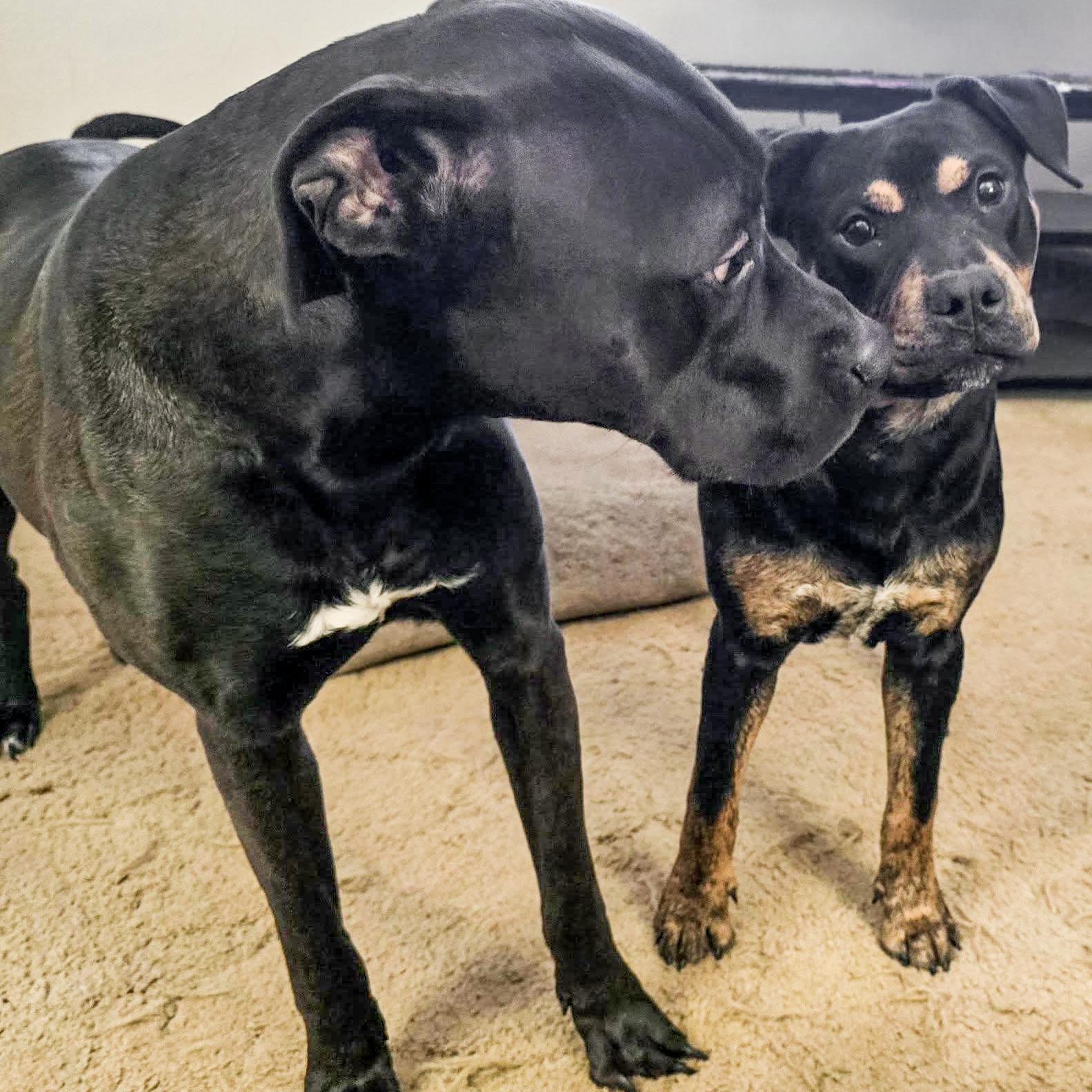 STANLEY- Needs a forever home! — thumbnail 6