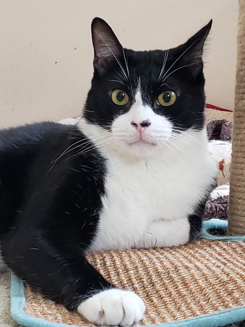 Kendall, a Adoptable mixed breed in Houston, TX image 1/11