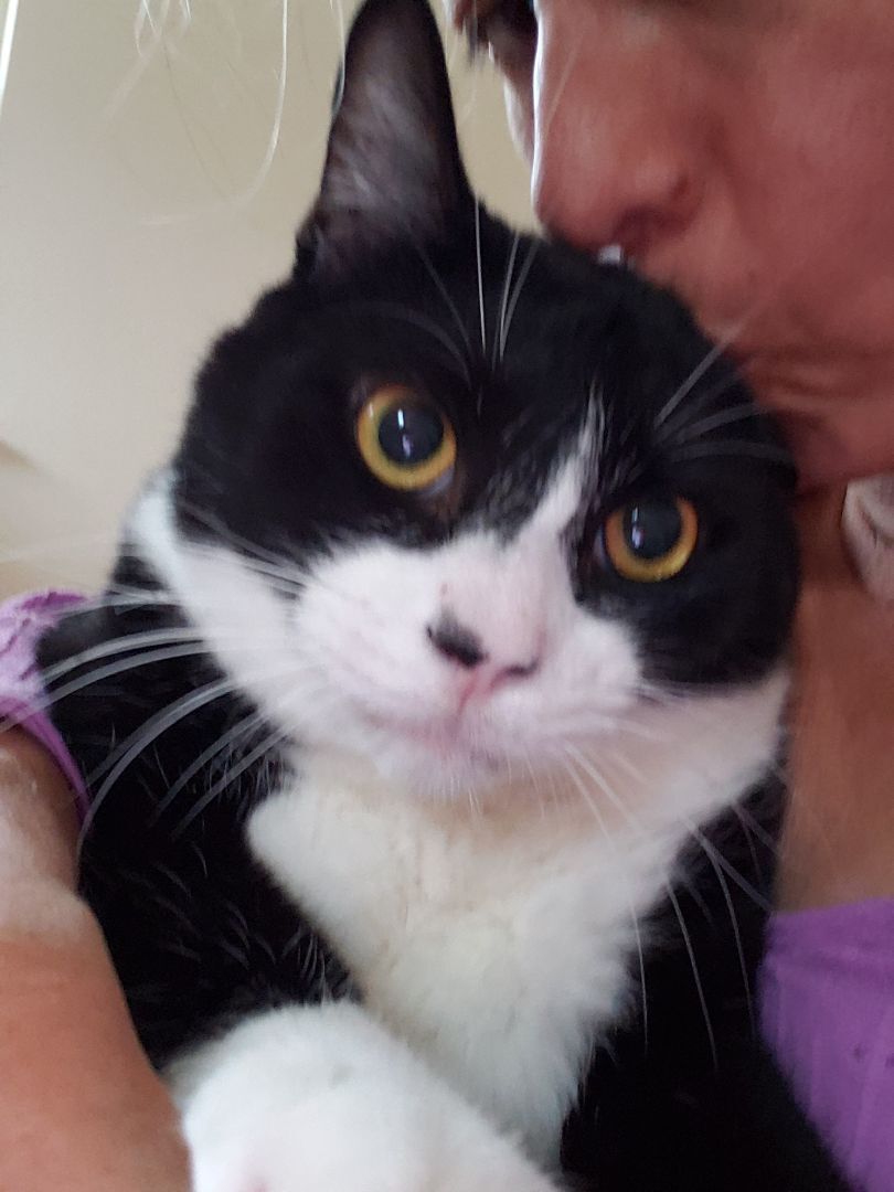 Enlarge Kendall, a Adoptable mixed breed in Houston, TX image 8/11