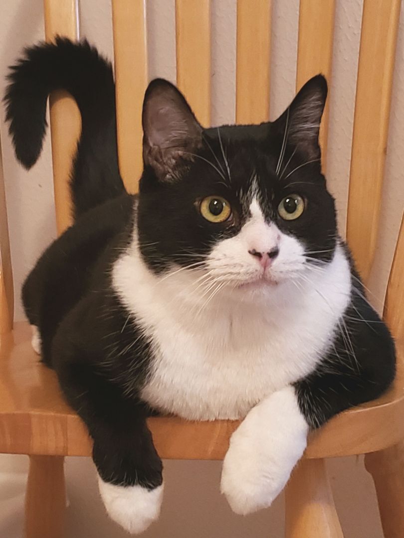 Enlarge Kendall, a Adoptable mixed breed in Houston, TX image 7/11