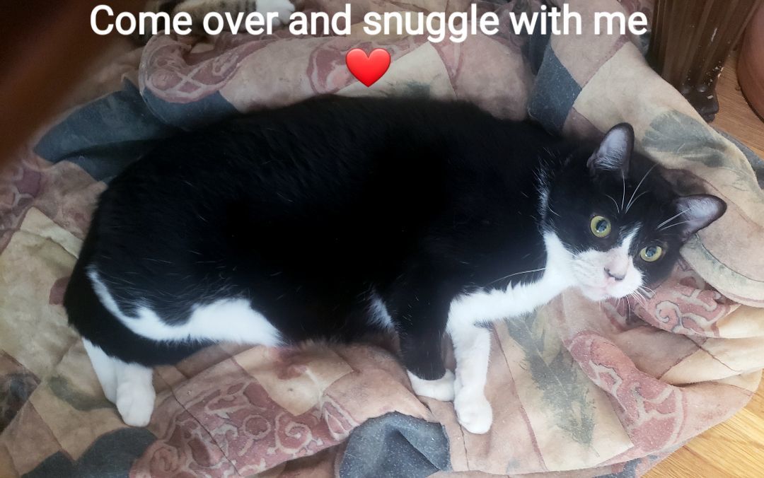 Enlarge Kendall, a Adoptable mixed breed in Houston, TX image 9/11