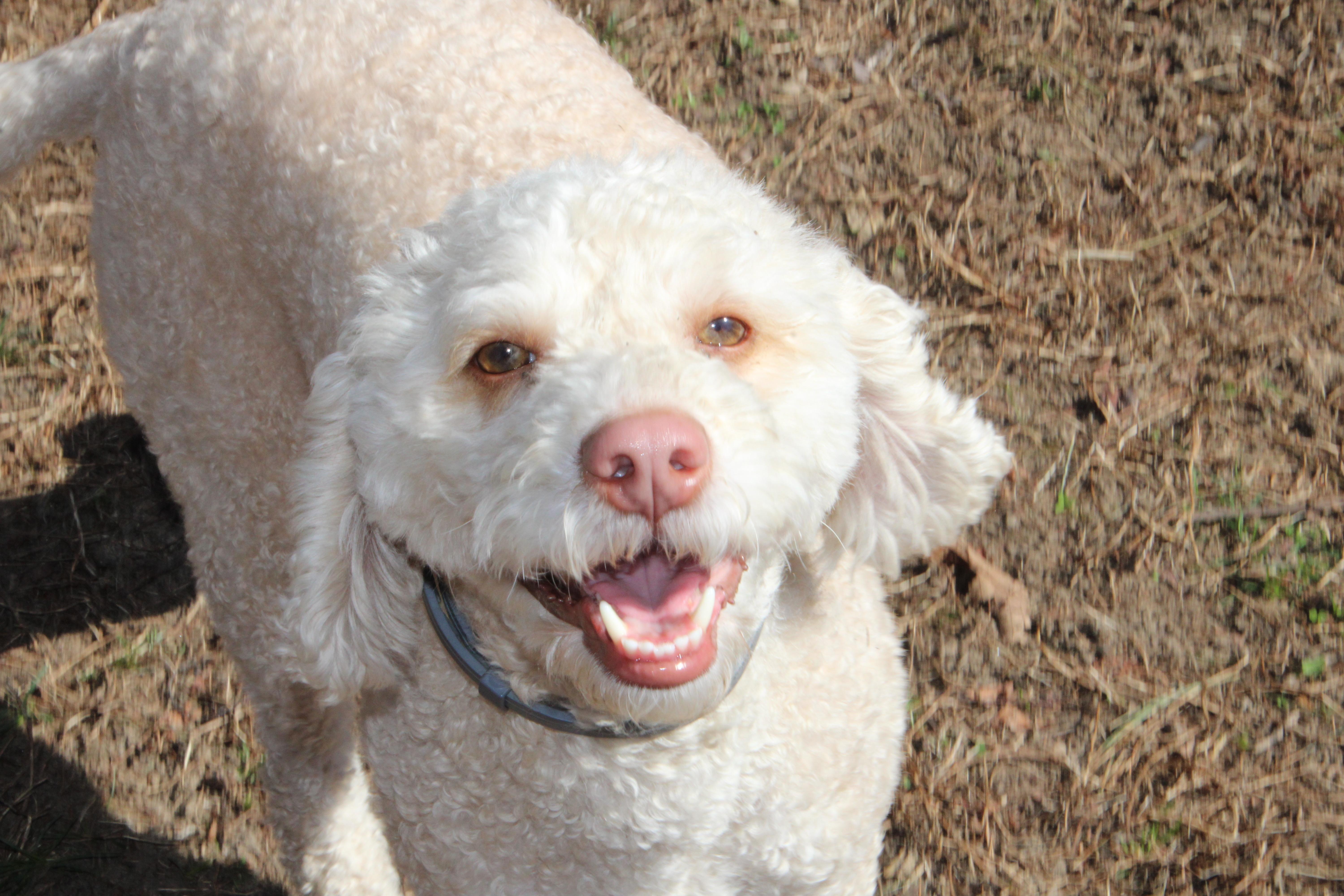 Enlarge Brody, an adopted mixed breed in East Brunswick, NJ image 1/4