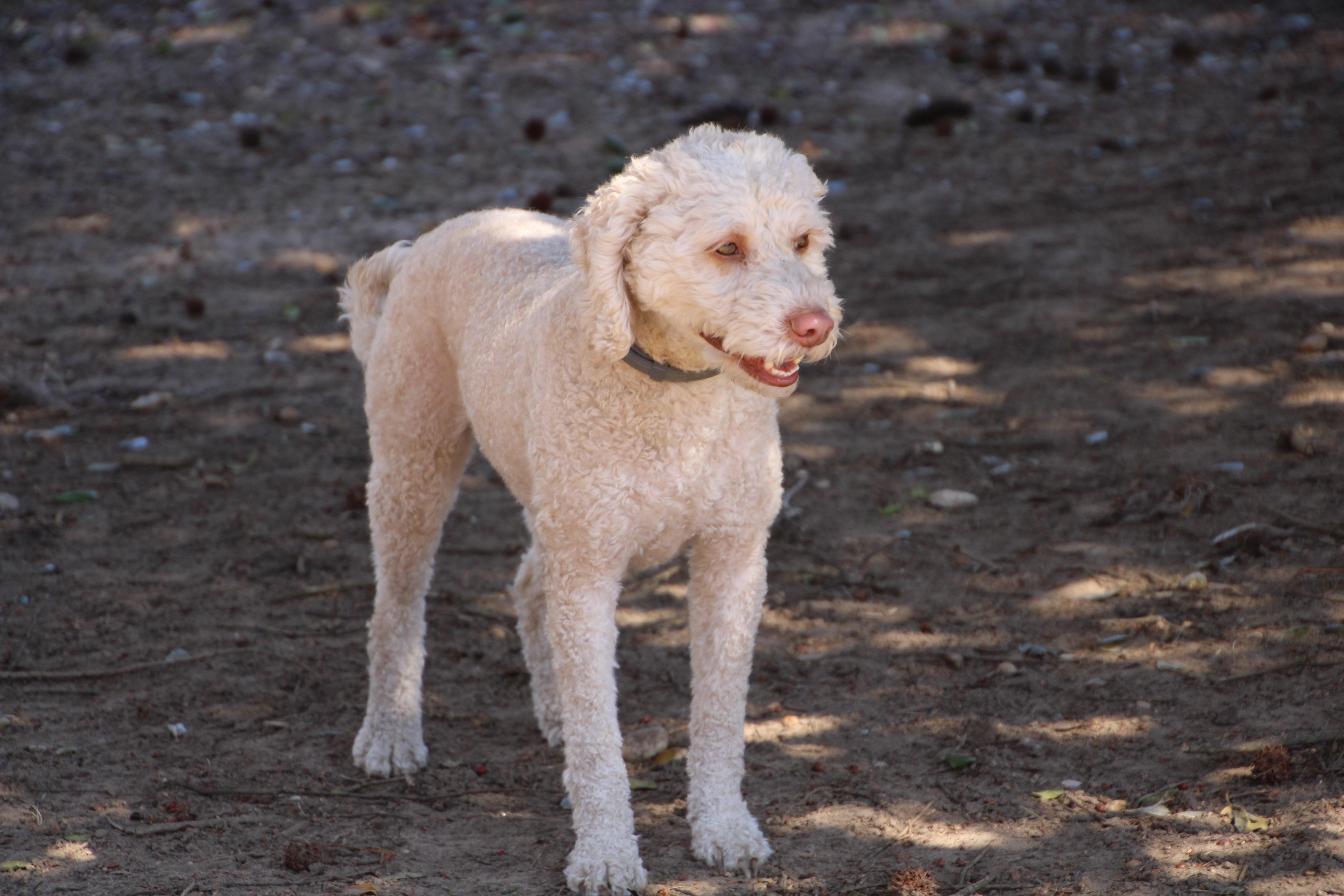 Enlarge Brody, an adopted mixed breed in East Brunswick, NJ image 2/4